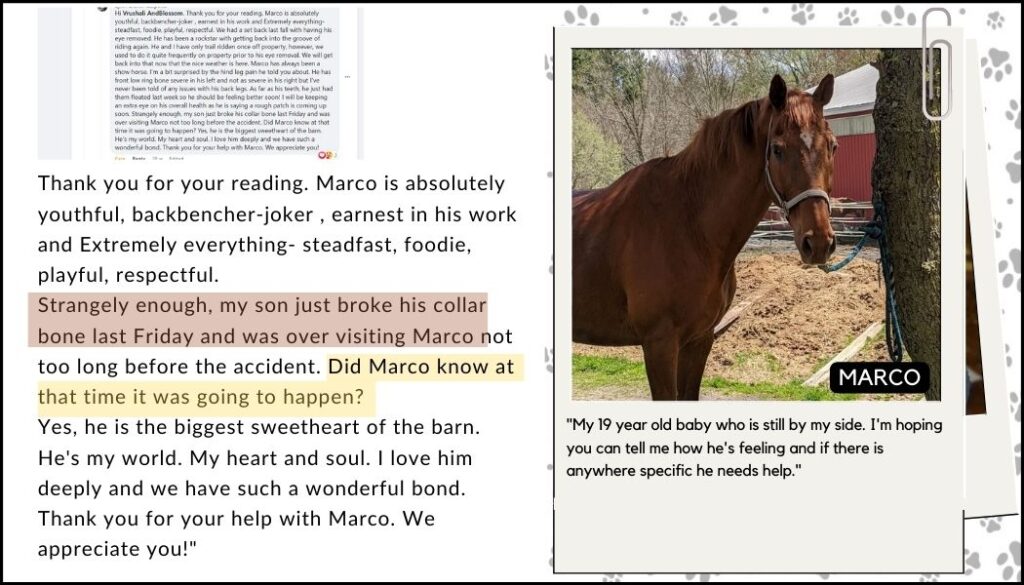 the horse knew the right words to explain to his humans