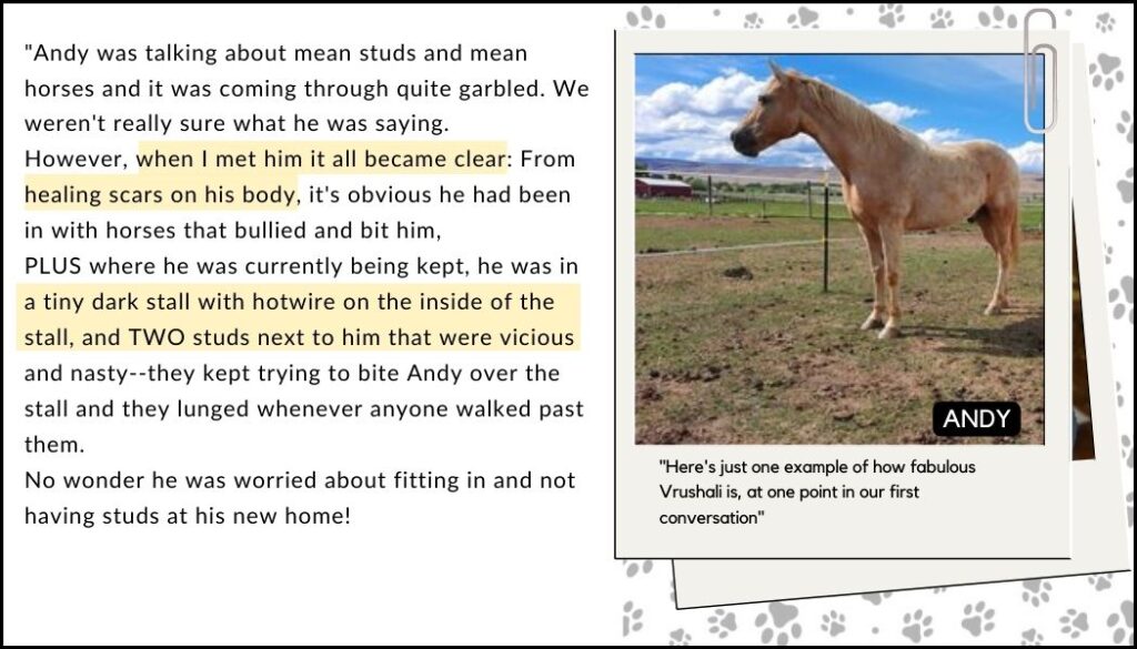 horse communication with Andy