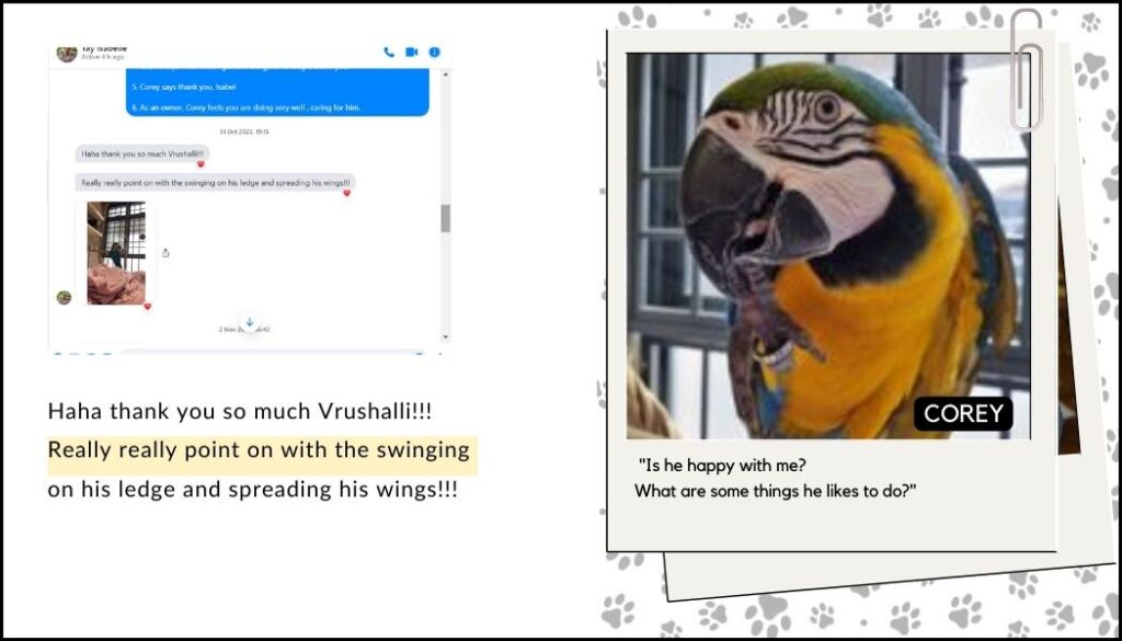 parakeet communication