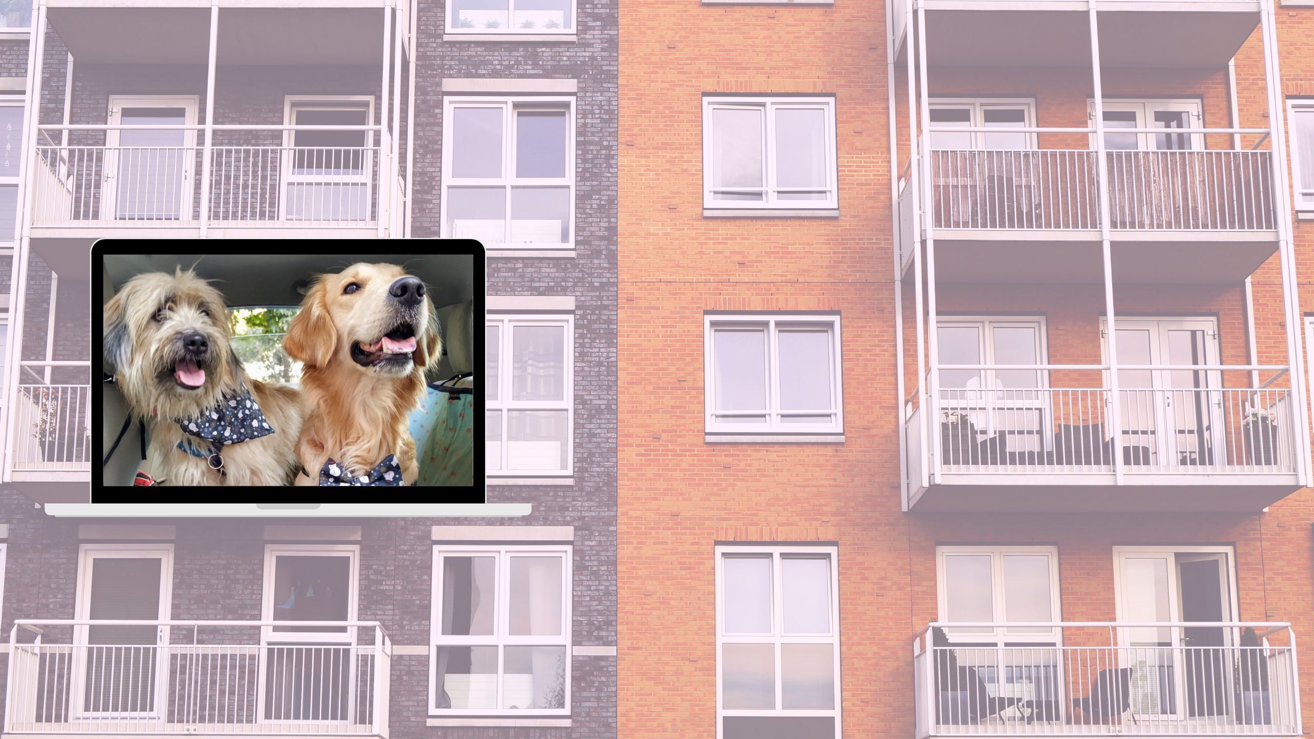 family dogs