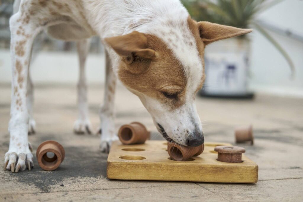 wooden games for dogs