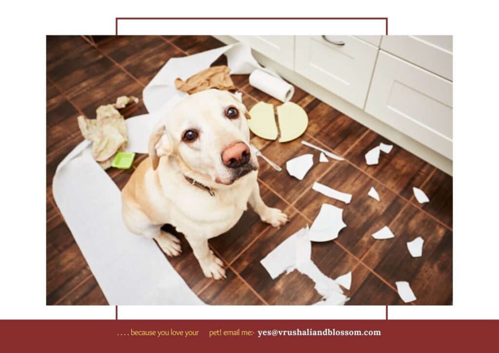 dog made a mess