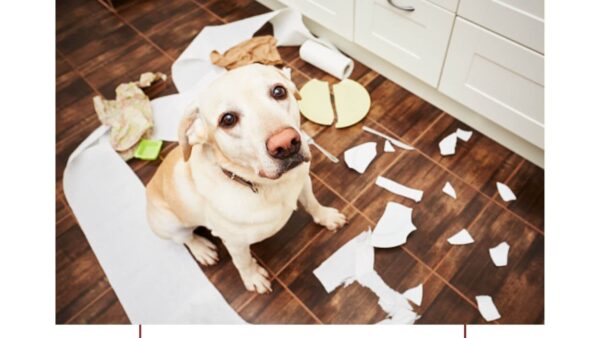 dog made a mess