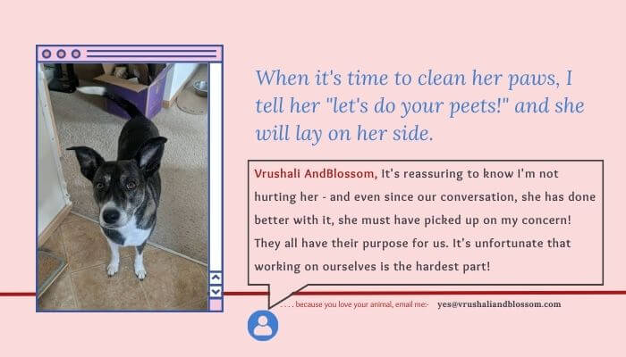 mentor to dog families