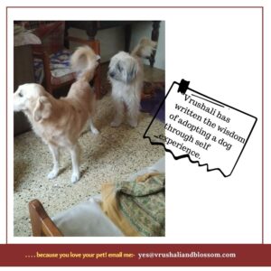 eBook- this is a guide to adopting an adult dog