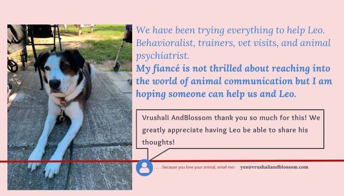 Dog Feedback for Alternate Therapies
