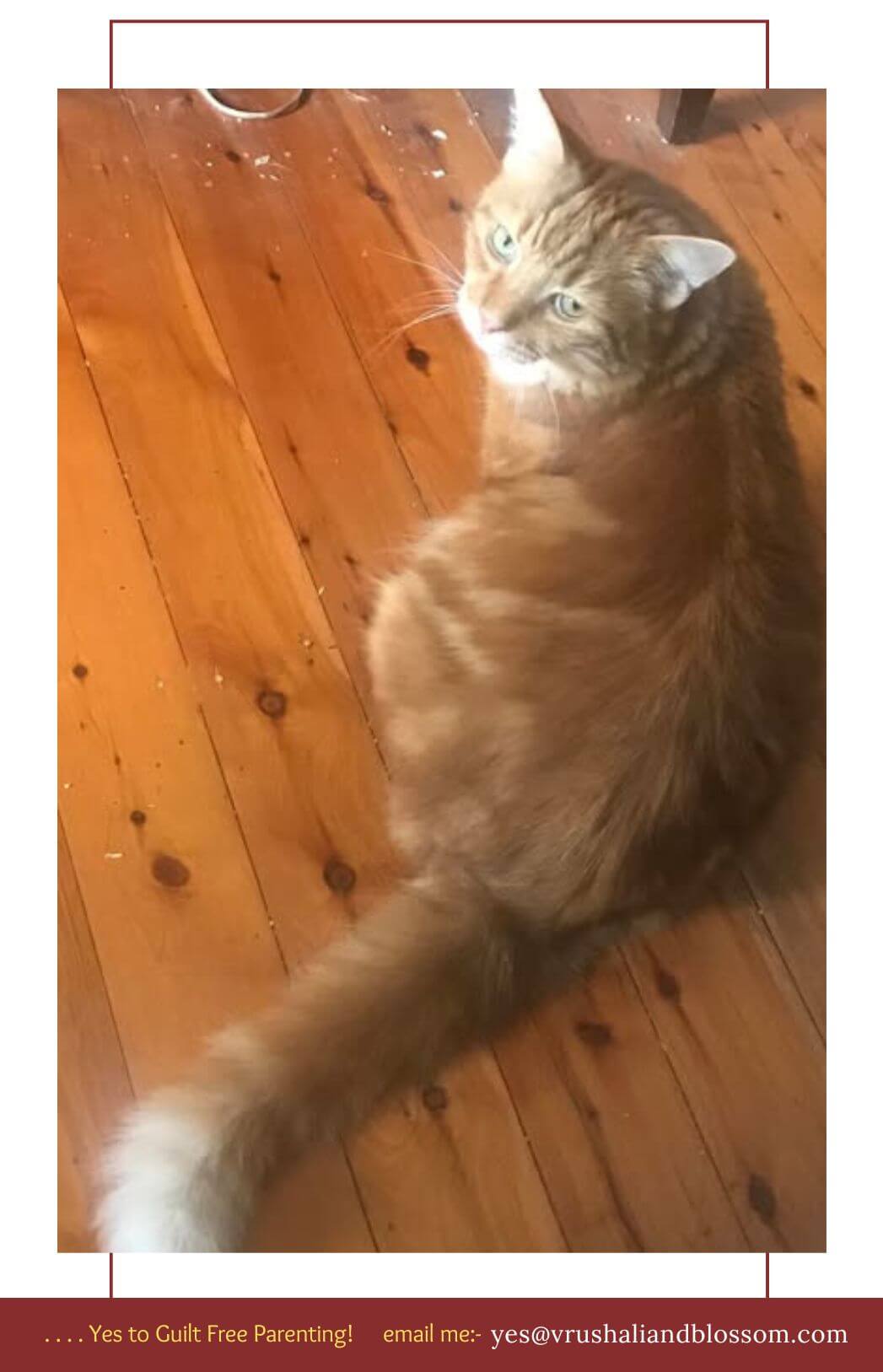 Cat testimonial Telepathy Channel