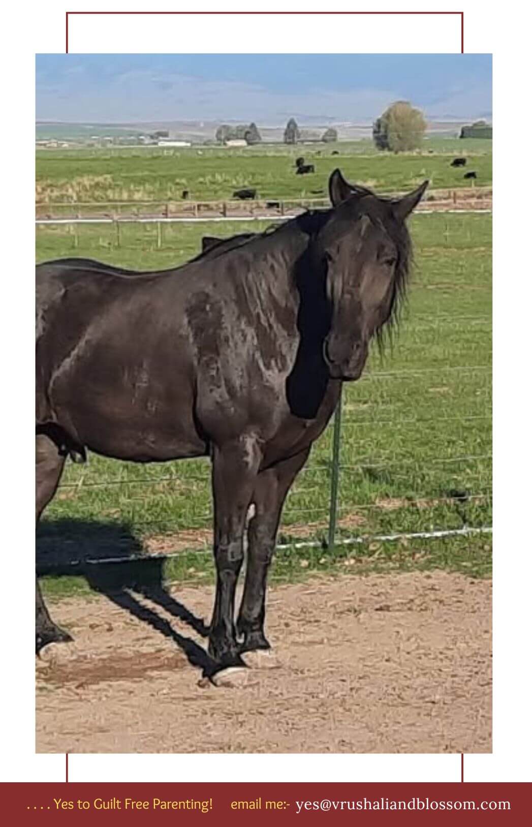 Horse testimonial Telepathy Channel